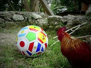 Ask FIFA to Dedicate the 2010 Football World Cup to Haiti