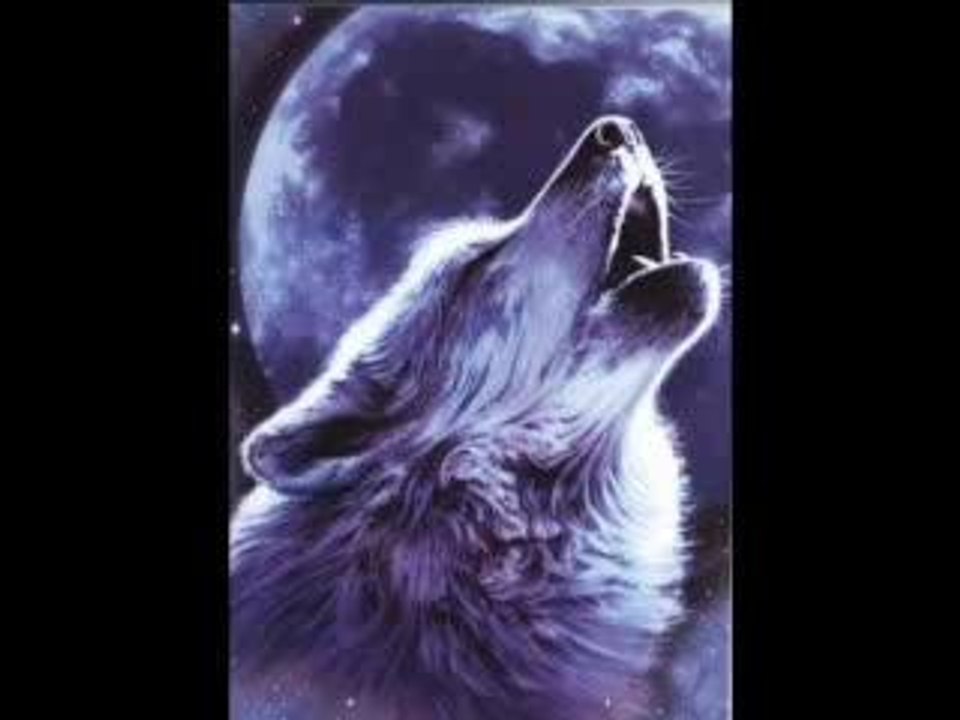 diaporama de loups