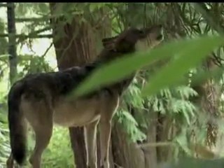 A Man Among Wolves 3/5