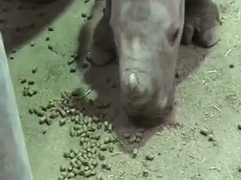 Un bébé rhinocéros sauvé par une webcam