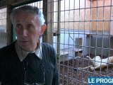 Trois lions saisis en Gironde et recueillis dans la Loire
