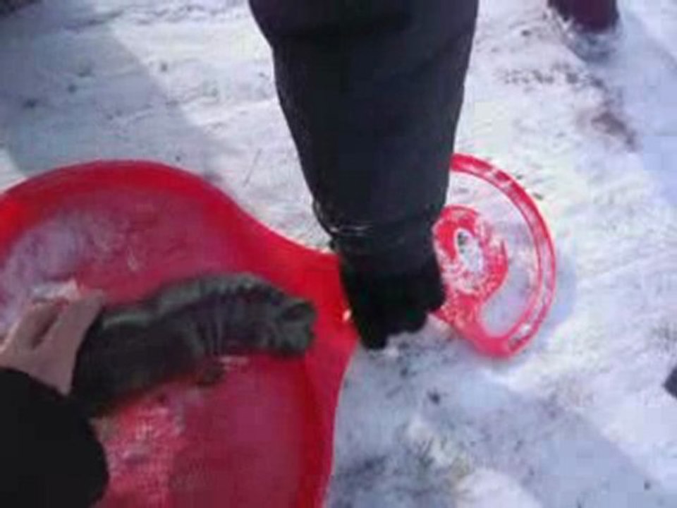 Hippo fait dela luge...