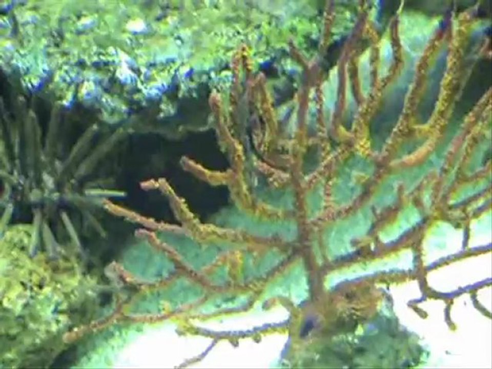 Aqua début Janvier 2010