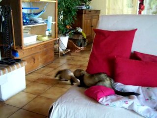 Partie de cache-cache