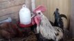 Death metal rooster