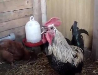 Death metal rooster
