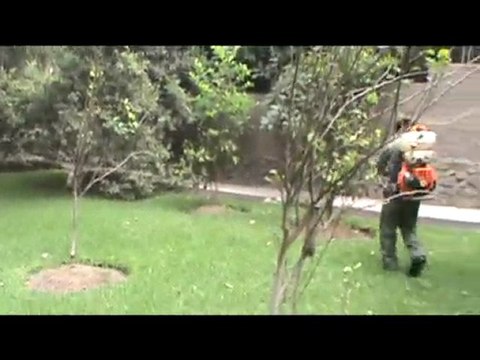 fumigacion de arboles frutales - vivero chaclacayo