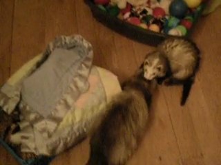 mes furet lycan et aya qui joue