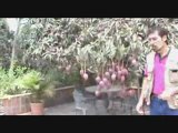 arboles frutales - mango vivero chaclacayo