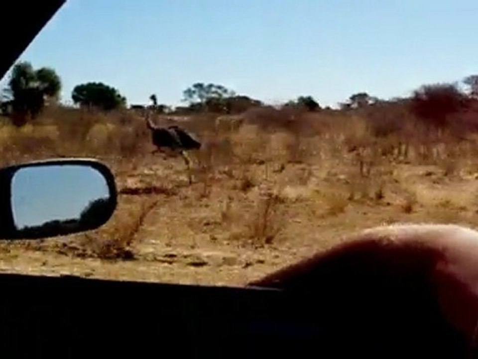 Course d'une autruche, Ostrich sprint