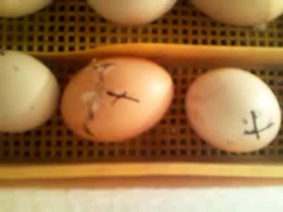 naissance des poussin dans une couveuse maison