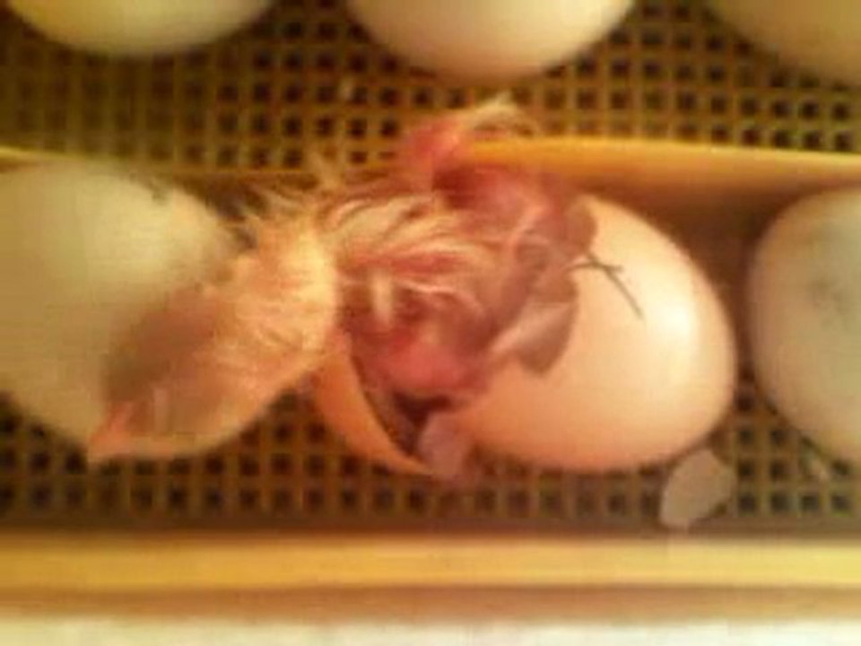 naissance des poussin dans une couveuse maison