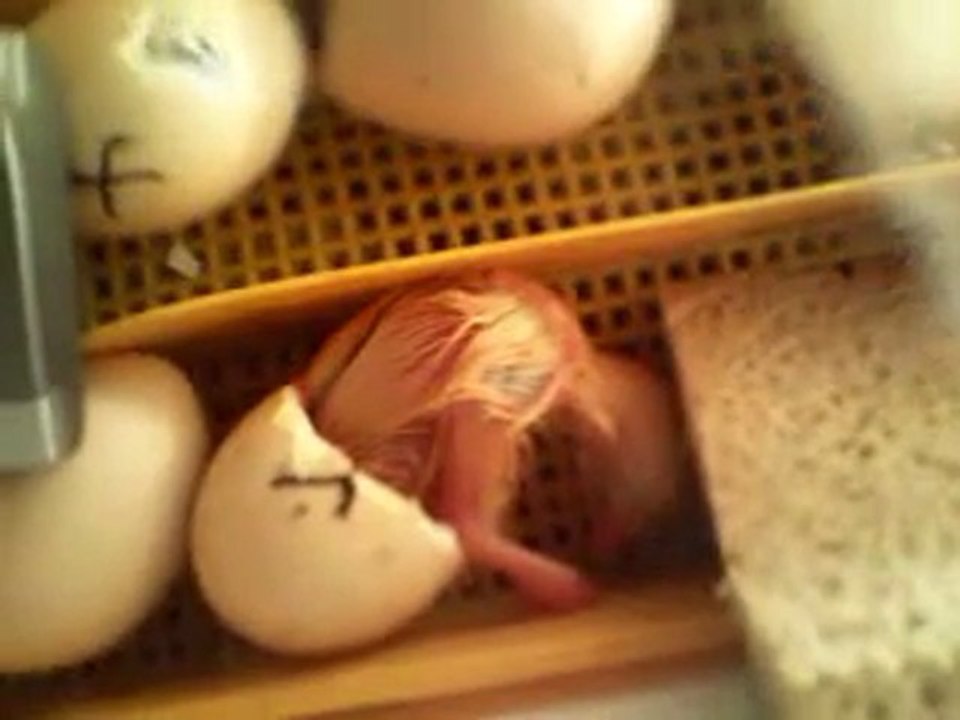 naissance des poussin dans une couveuse maison 3