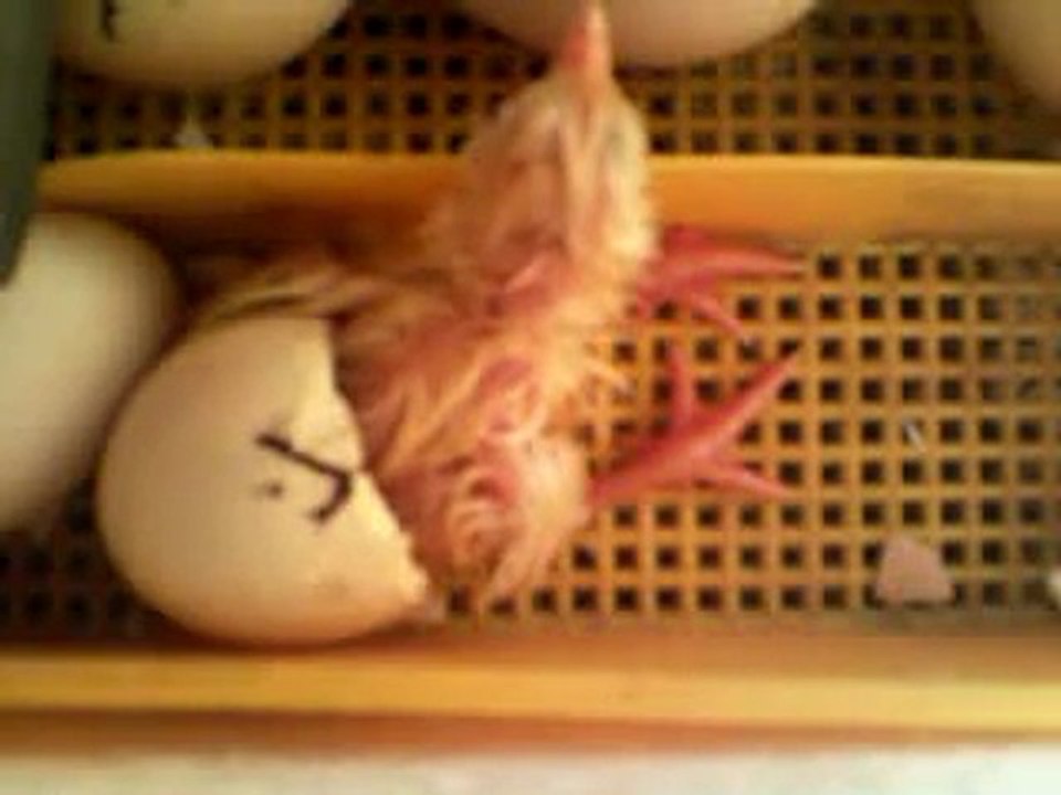naissance des poussin dans une couveuse maison 4