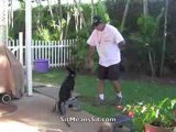 German Shepherd puppy female Training day #3