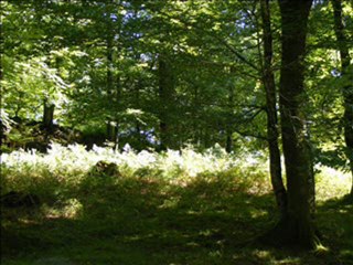 SRI AUROBINDO 30-1-2010 Canalisation part2.2