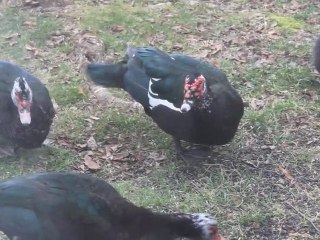 Geese or Ducks?