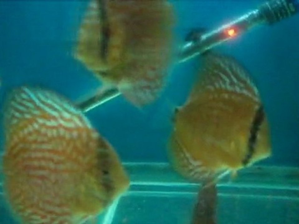 Discus New Collection