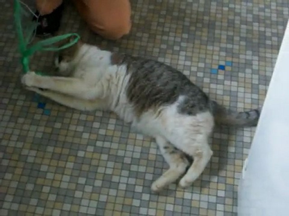 vex loubard joue avec sa petite maîtresse