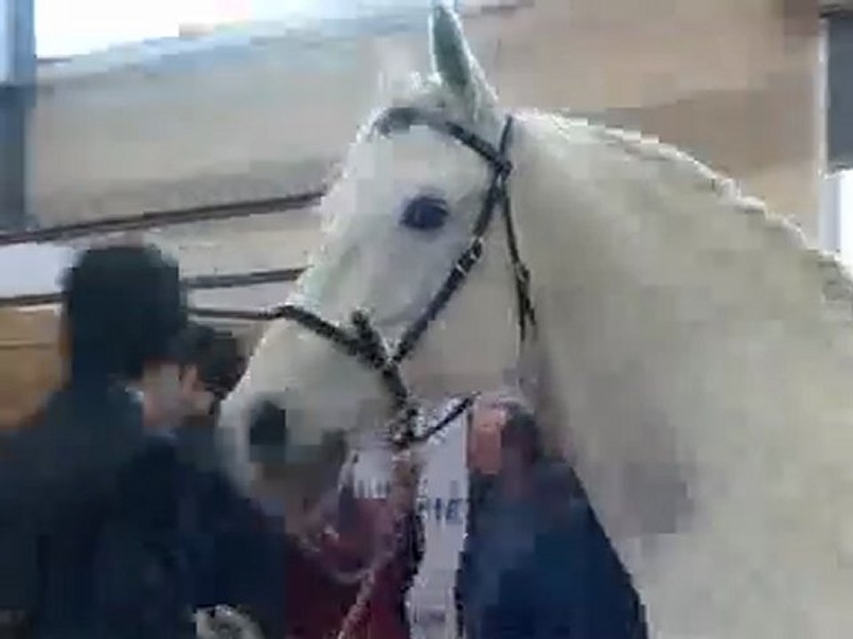 Siglavy de Beaudésert, Etalon Lipizzan Mars 2008