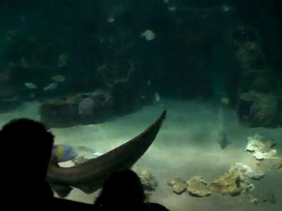 Aquarium bremerhaven 03.02.b