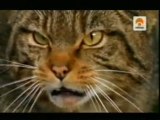 El origen del gato domestico: El gato montes