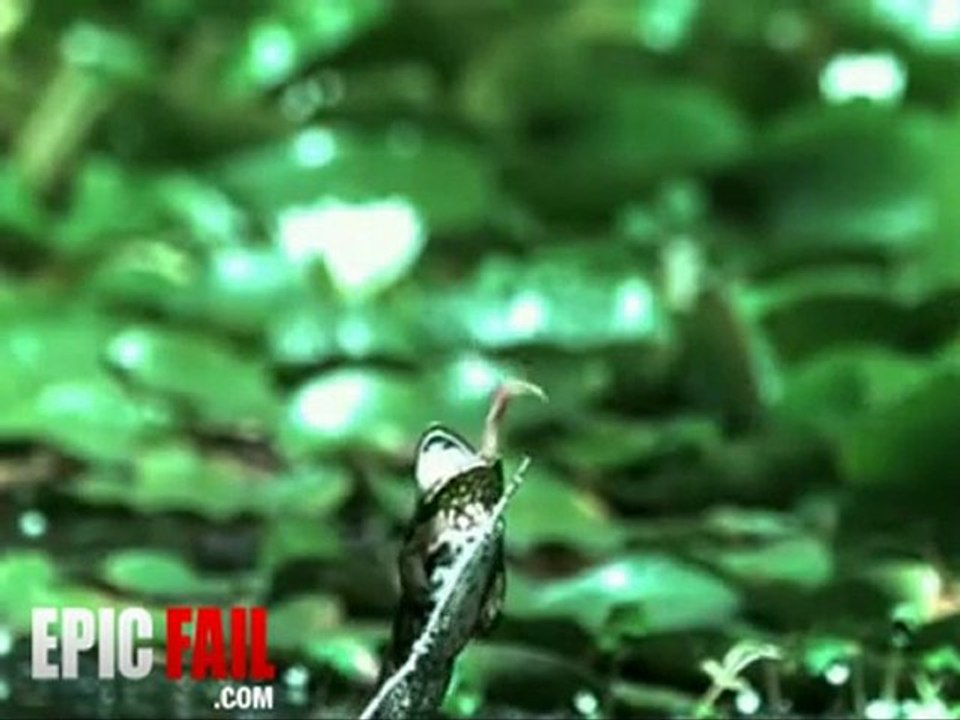 Frog Fail