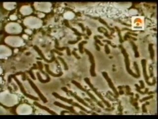 Cromosomas: La herencia de la vida (Theodor Boveri, 1888)