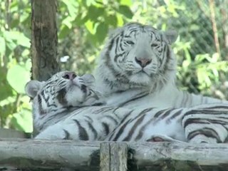 Site d'Amnéville et Walygator Parc