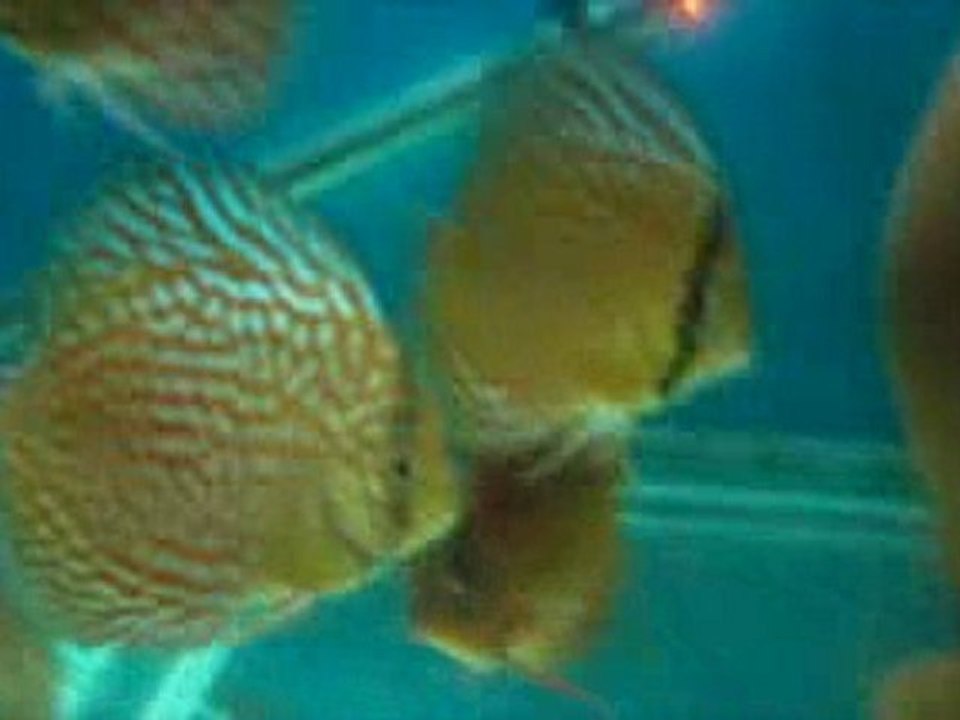 Discus New Collection