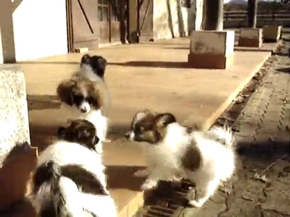 Les Phalènes de la Vallée des Secrets