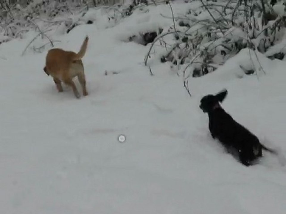 Turbo dans la neige