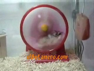 hamster-andele