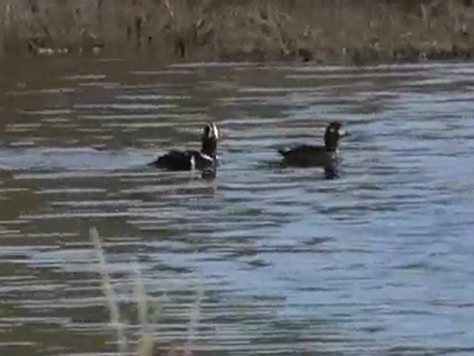Histrionicus histrionicus