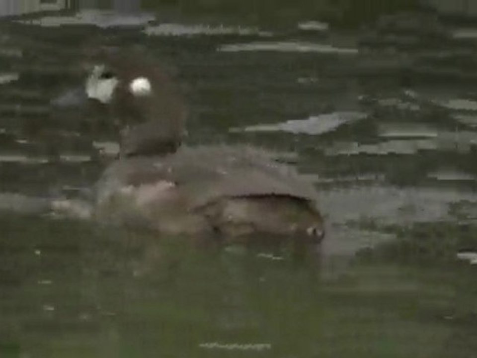 Histrionicus histrionicus