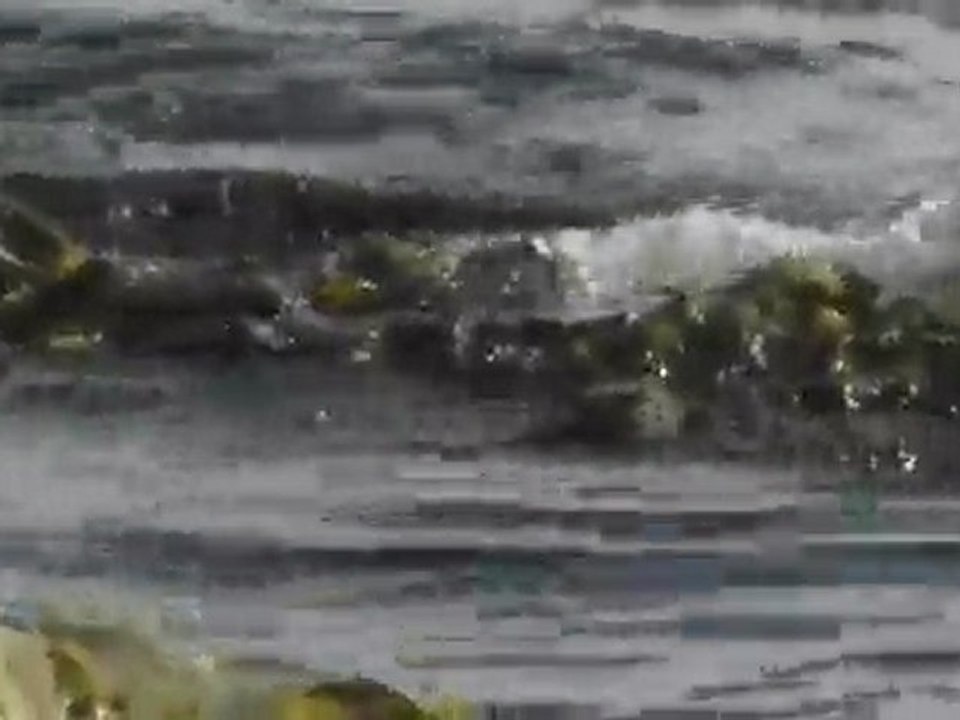 Histrionicus histrionicus