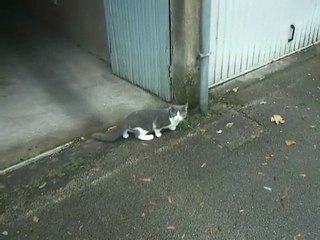 Chomsky - 1ere sortie