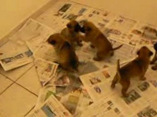 les petits bergueloups à 24 jours