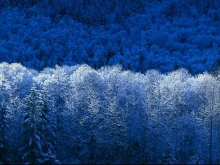 ŞİİR BAKİ ORTAK ŞAH DAMARIMSIN