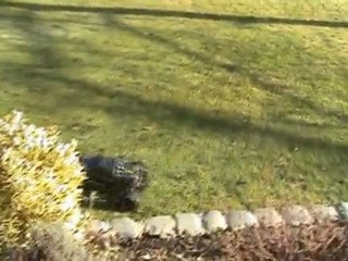 SAVAGE XL BL MMMV3 BY KAOSNE