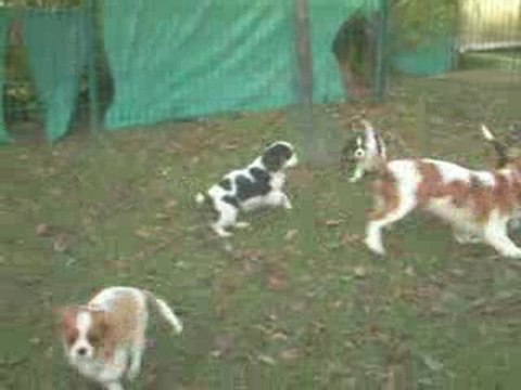 Cavalier King Charles Sévijean's ; Llivia et ses bébés