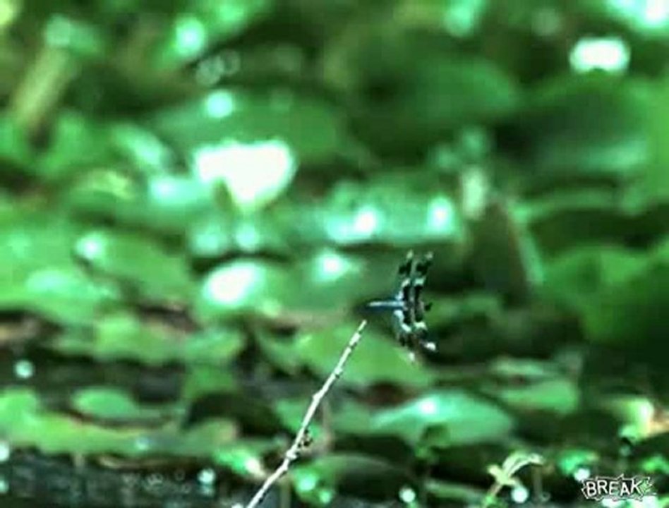 Une grenouille rate un papillon