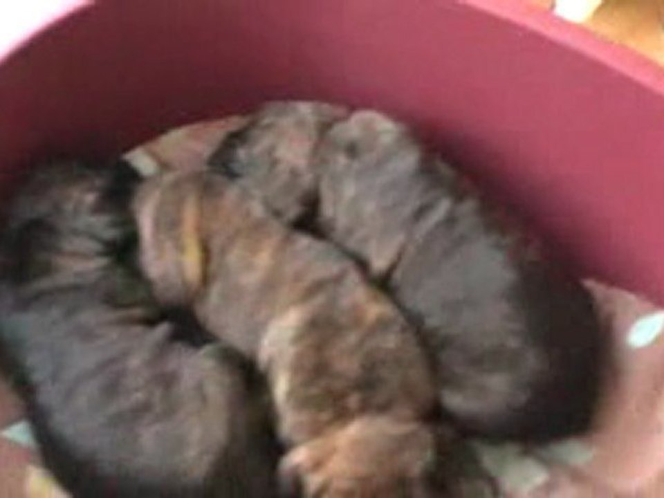 les chiots n1