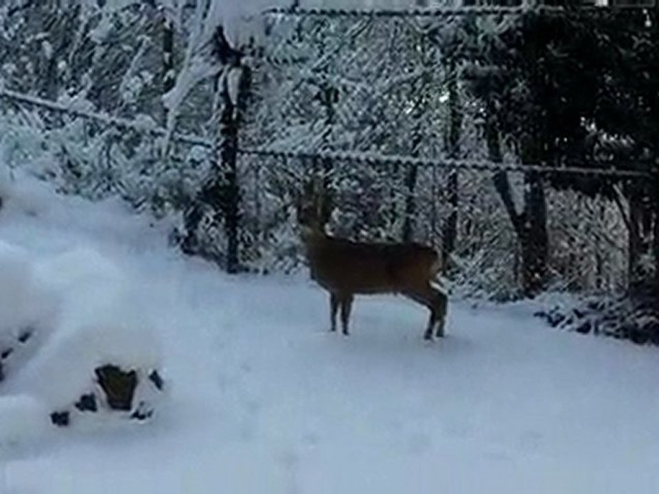 Chevreuil dans la neige