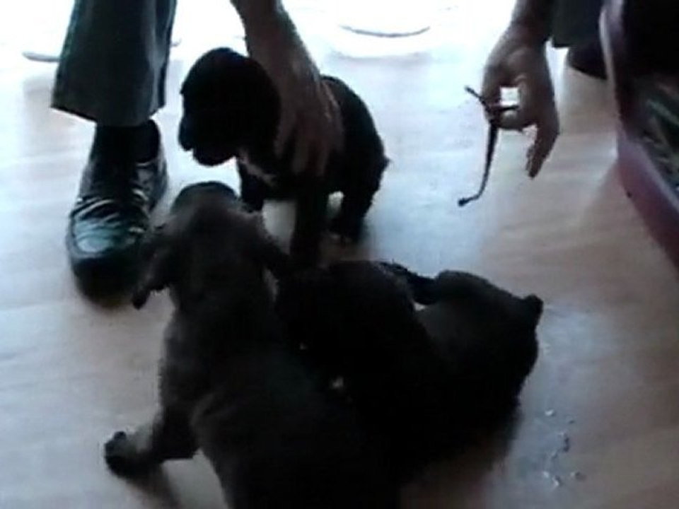 les chiots n3