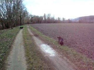 MES CHIENNES AU BORD DU RHONE LE 31 01 2010