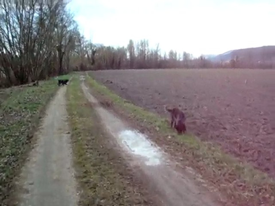 MES CHIENNES AU BORD DU RHONE LE 31 01 2010