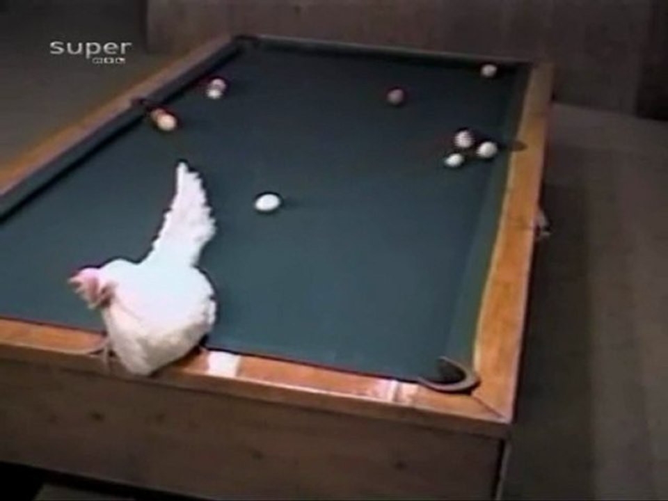 La poule et le billard