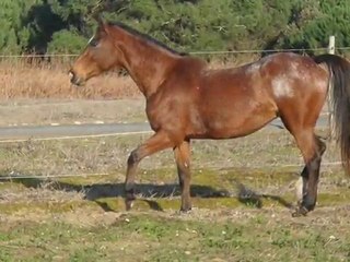 Mon essentiel` , ma jument <3