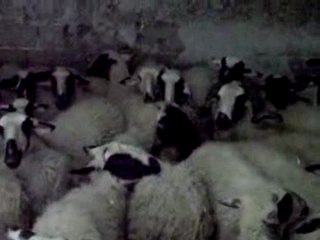 çeşme sakız koyun ve kuzular